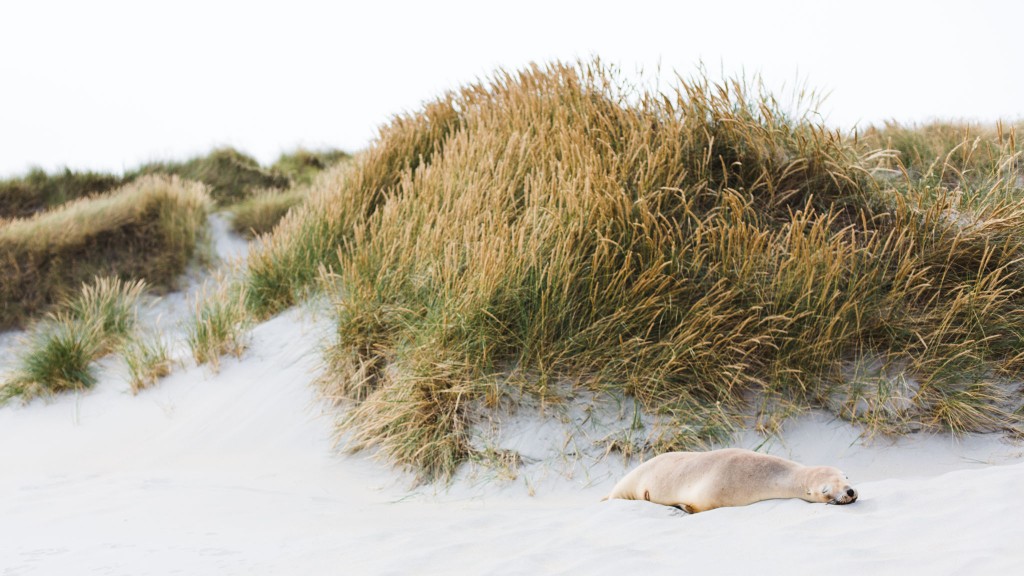 Otarie-Dunedin-Sarah Galvan Photographe 