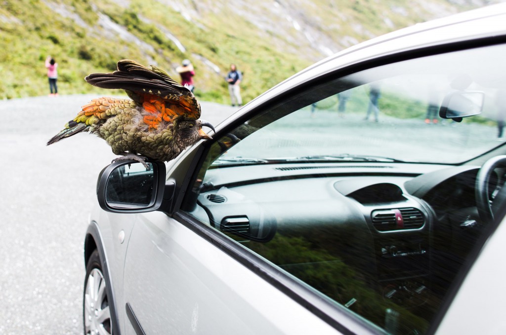 Kea-Milford Sounds-Sarah Galvan Photographe-2