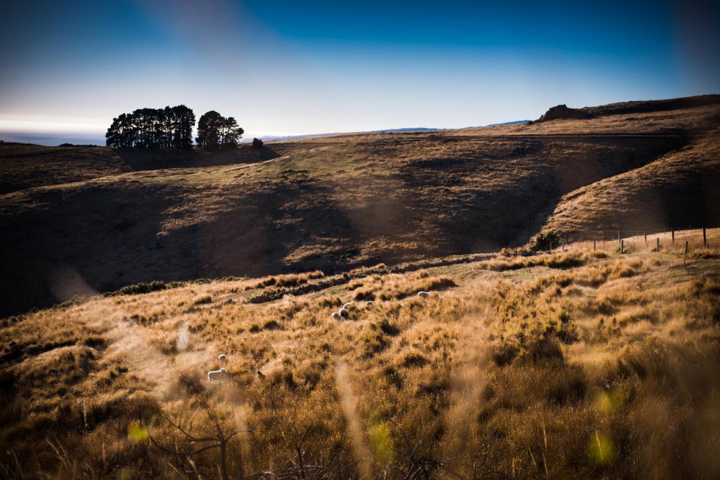 New Zealand-Christchurch-Sarah Galvan Photographe-8-Sarah Galvan Photographe-Sarah Galvan Photographe