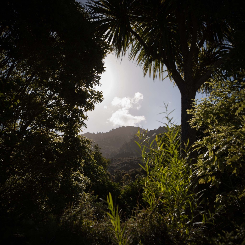 New Zealand-Collingwood-Sarah Galvan Photographe