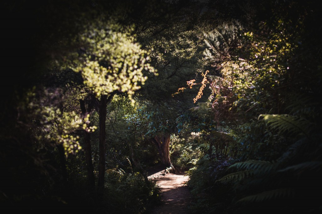 Abel Tasma Park-New Zealand-Collingwood-Sarah Galvan Photographe-2