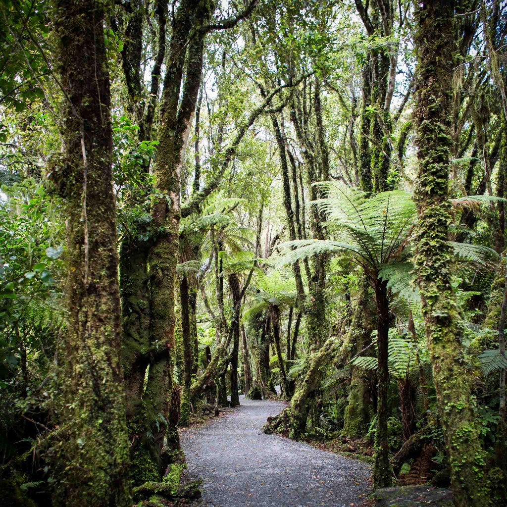 Chemin-New Zealand-Sarah Galvan Photographe