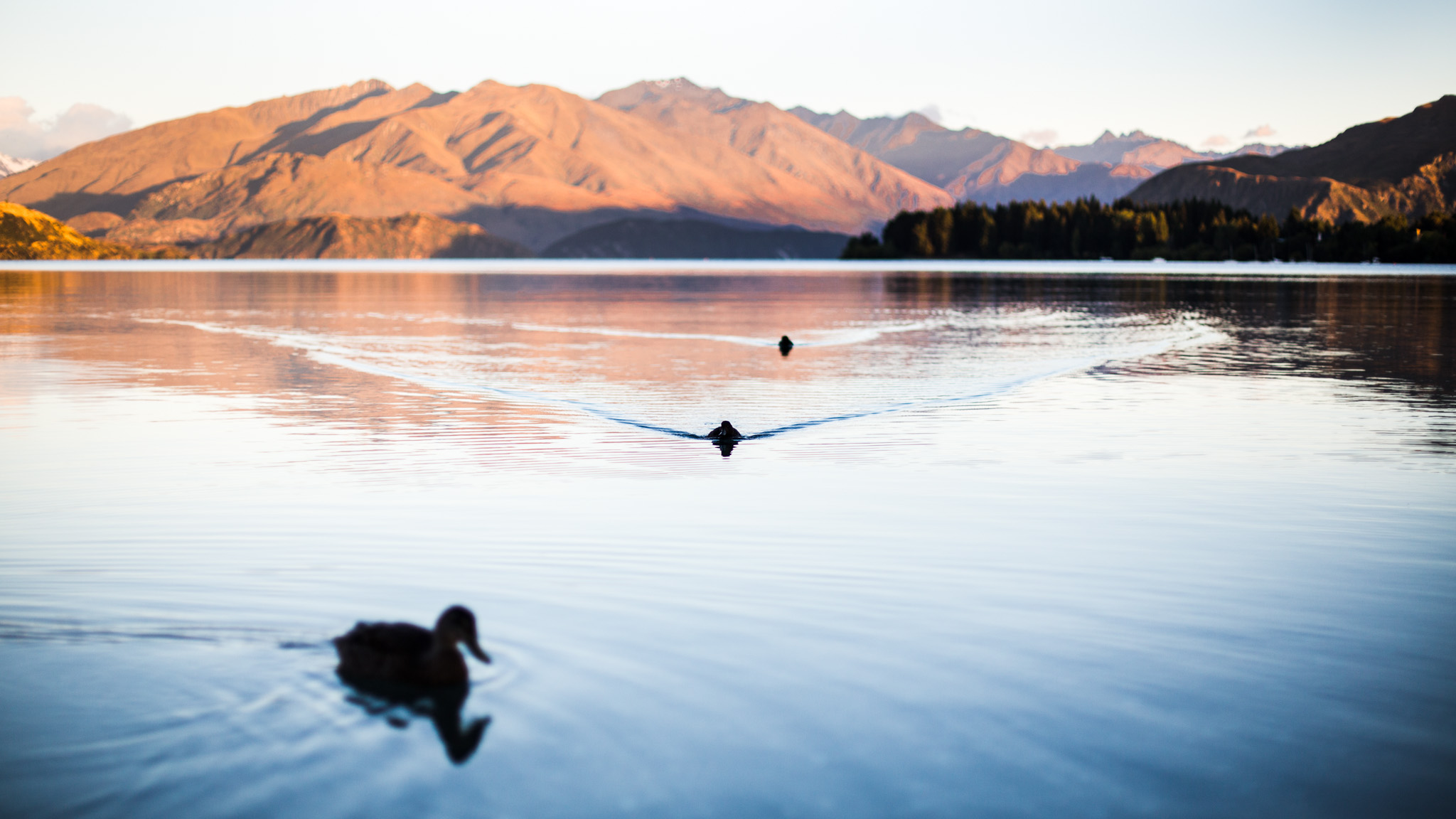 Un rêve-New Zealand-wanaka-Sarah Galvan Photographe