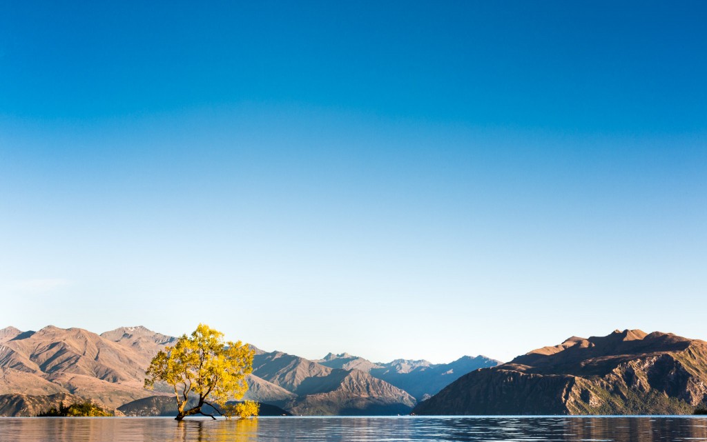 Arbre sur wanaka lake-New Zealand-wanaka-Sarah Galvan Photographe