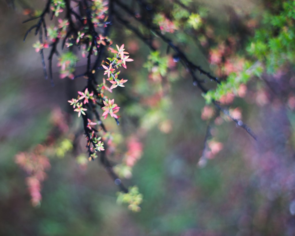 ColorNature-New Zealand-wanaka-Sarah Galvan Photographe