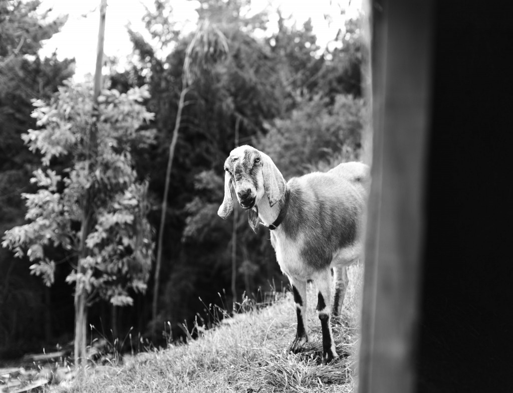 Goat-Saddle Hill-Sarah Galvan Photographe-2