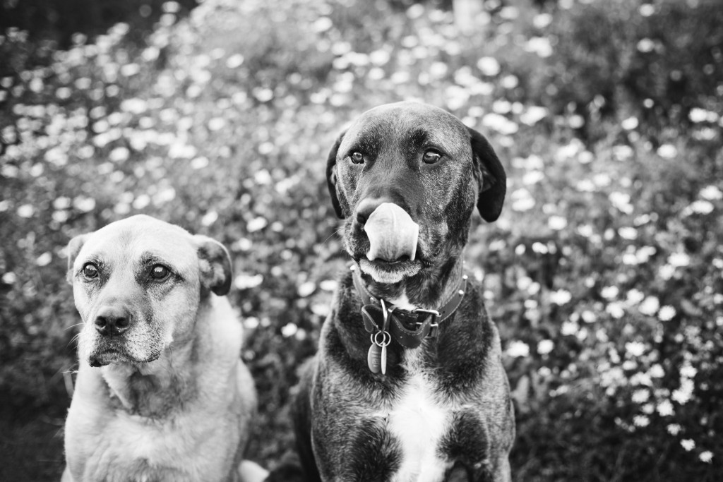 Dogs-Saddle Hill-Sarah Galvan Photographe