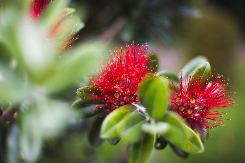 imgi 11 New Zealand Sarah Galvan Photographe 2 1024x683 1