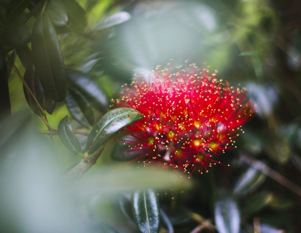 imgi 12 New Zealand Sarah Galvan Photographe 1024x792 1